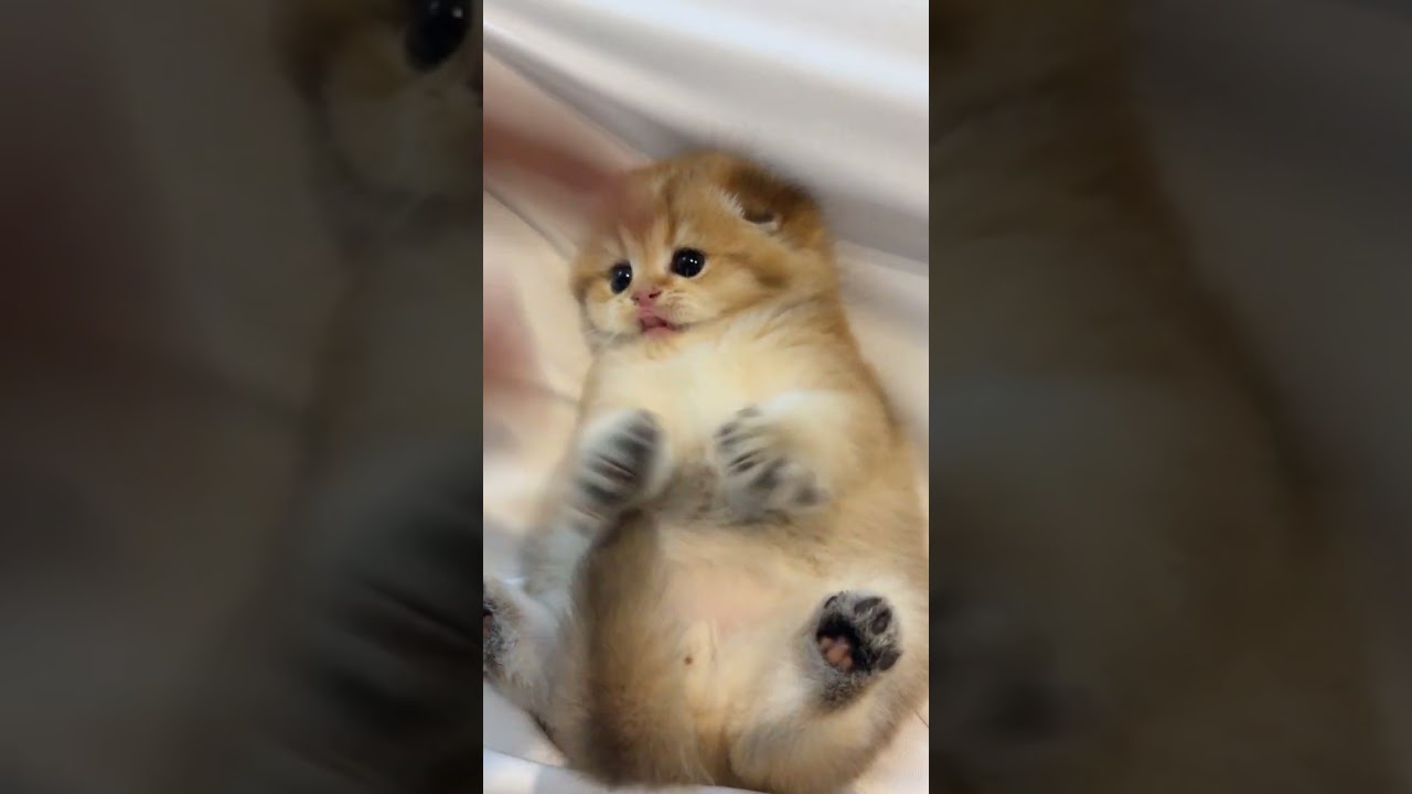 😹😍 #cat #cats #catlover #catshorts #catvideos