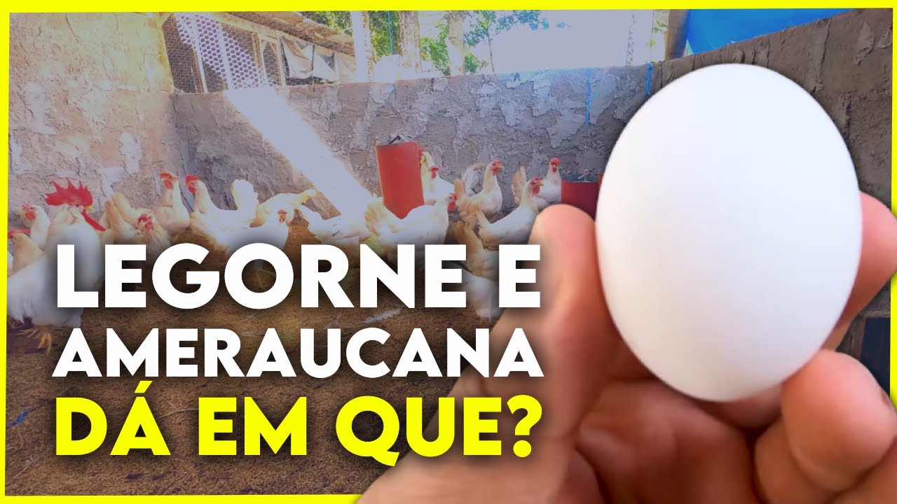 Misturar raças de galinhas ALTERA a COLORAÇÃO dos Ovos?