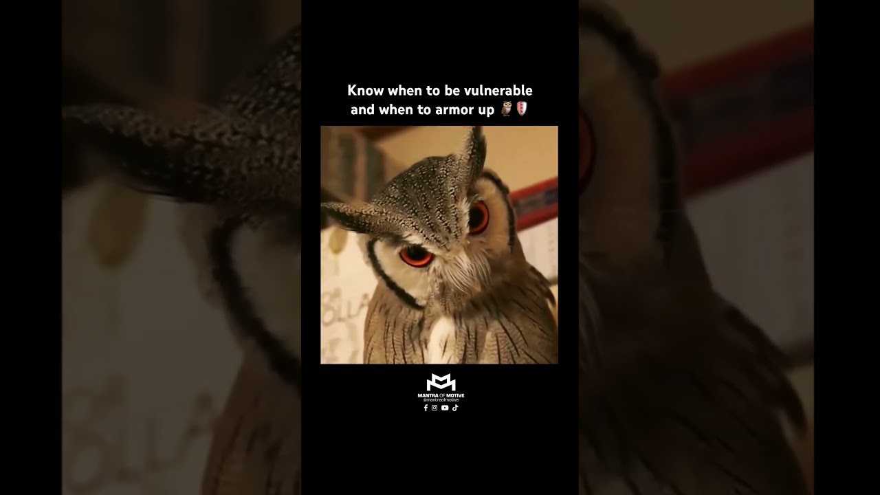 The Northern White faced owl responding to danger = 🖤 #owl #motivational #inspire #inspiration