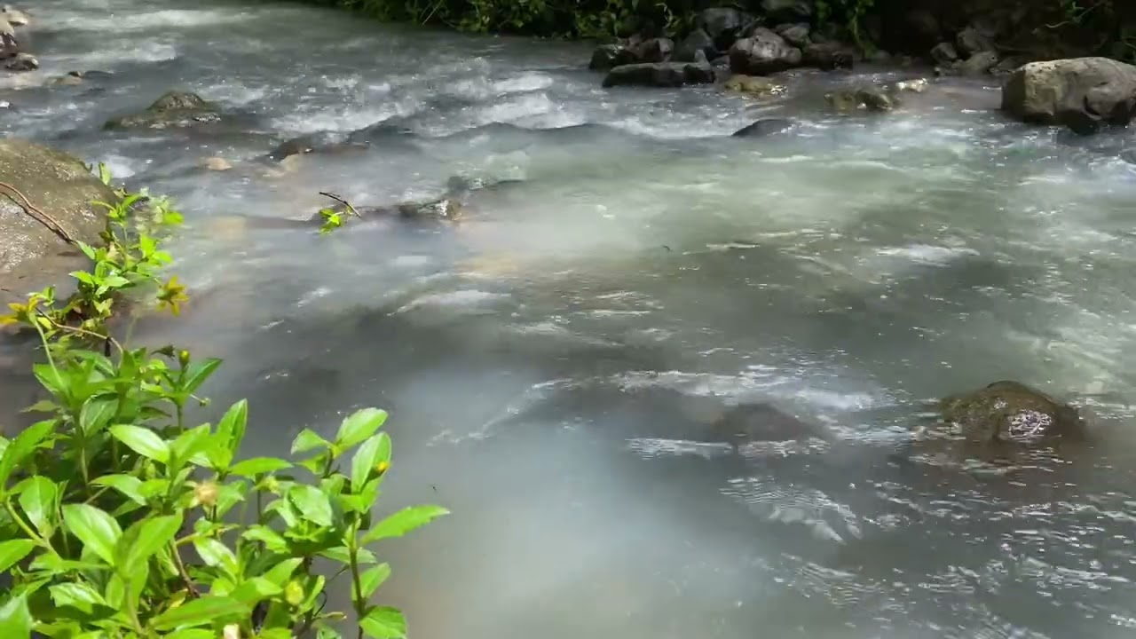 Peaceful River Water Sounds, Gentle Forest Calm, Calming Natural Atmosphere