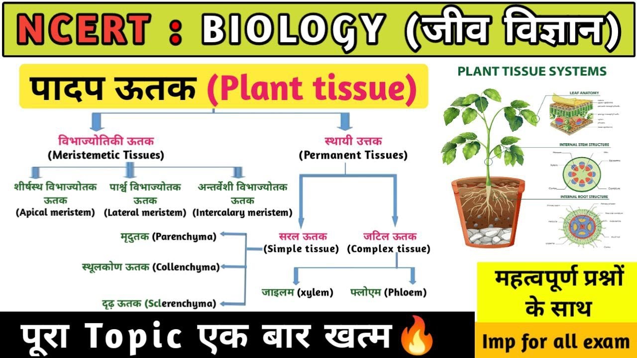पादप ऊतक | Plant tissue | जाइलम | फ्लोएम | Xylem | Phloyem | Biology | Study vines official