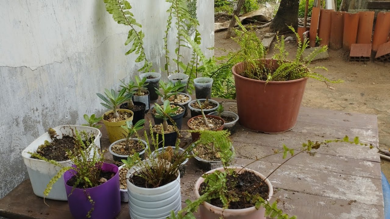 Rosa do deserto apodrecendo, organizando algumas mudas, e minha nova dipladênia 🌿🌷🥰😍