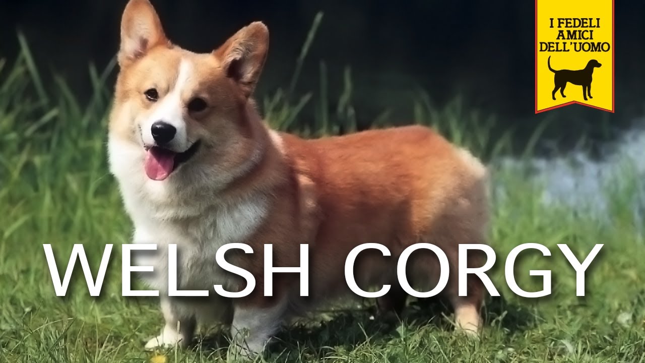 WELSH CORGY trailer documentario