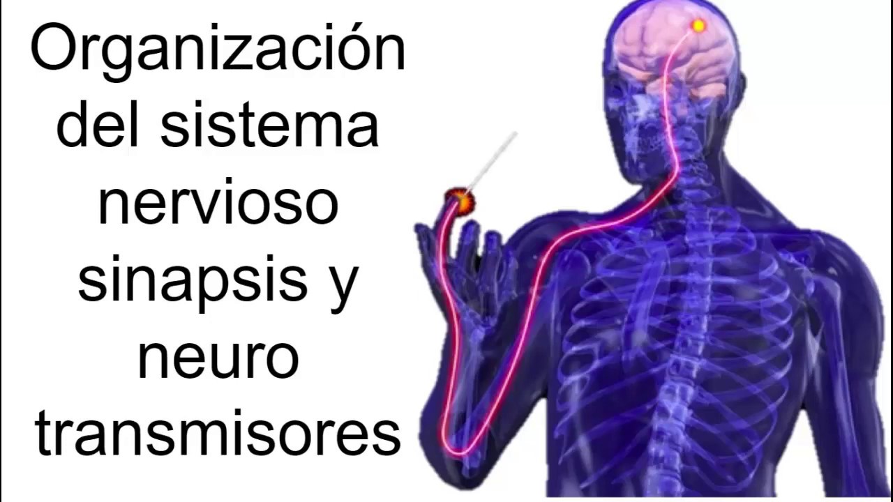 Sinapsis y neurotransmisores | Fisiología