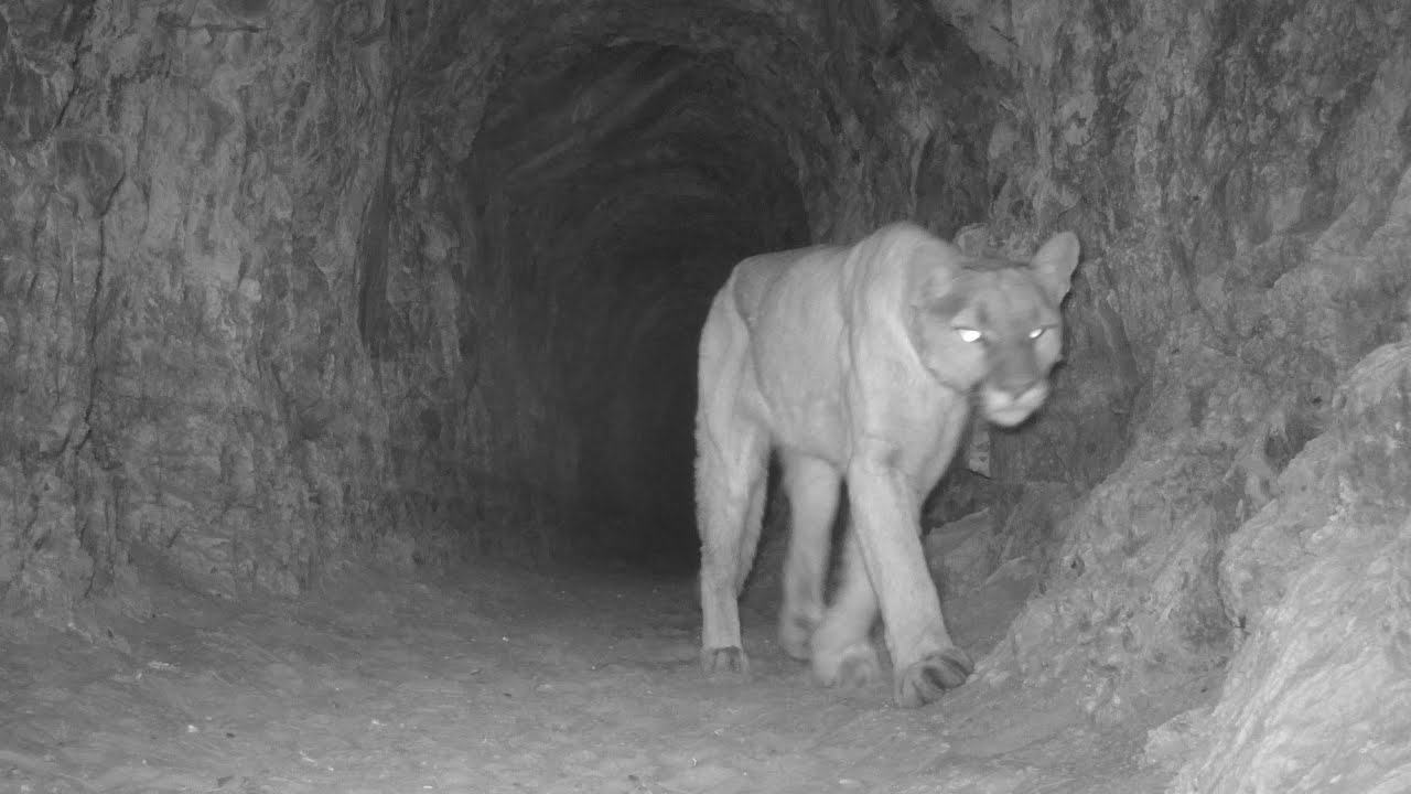 Mountain Lion (Puma concolor) - Part IV