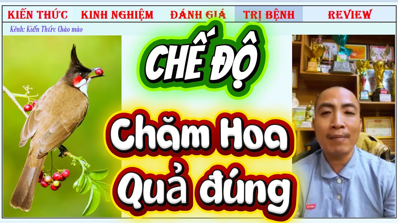 Chia sẻ chế độ Hoa quả phù hợp cho Chim Chào mào, giải đáp cách chăm