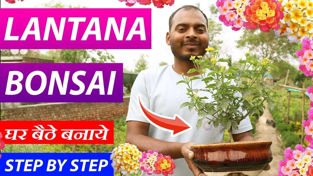 घर बैठे बनाये लानतेना बोन्साई | Know How to make Lantana Bonsai at Home | Step By Step In Hindi