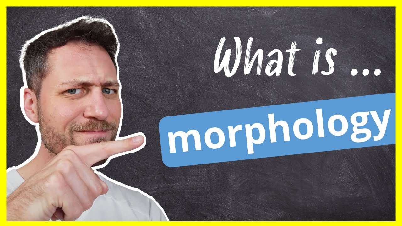 What is morphology? Easiest explanation