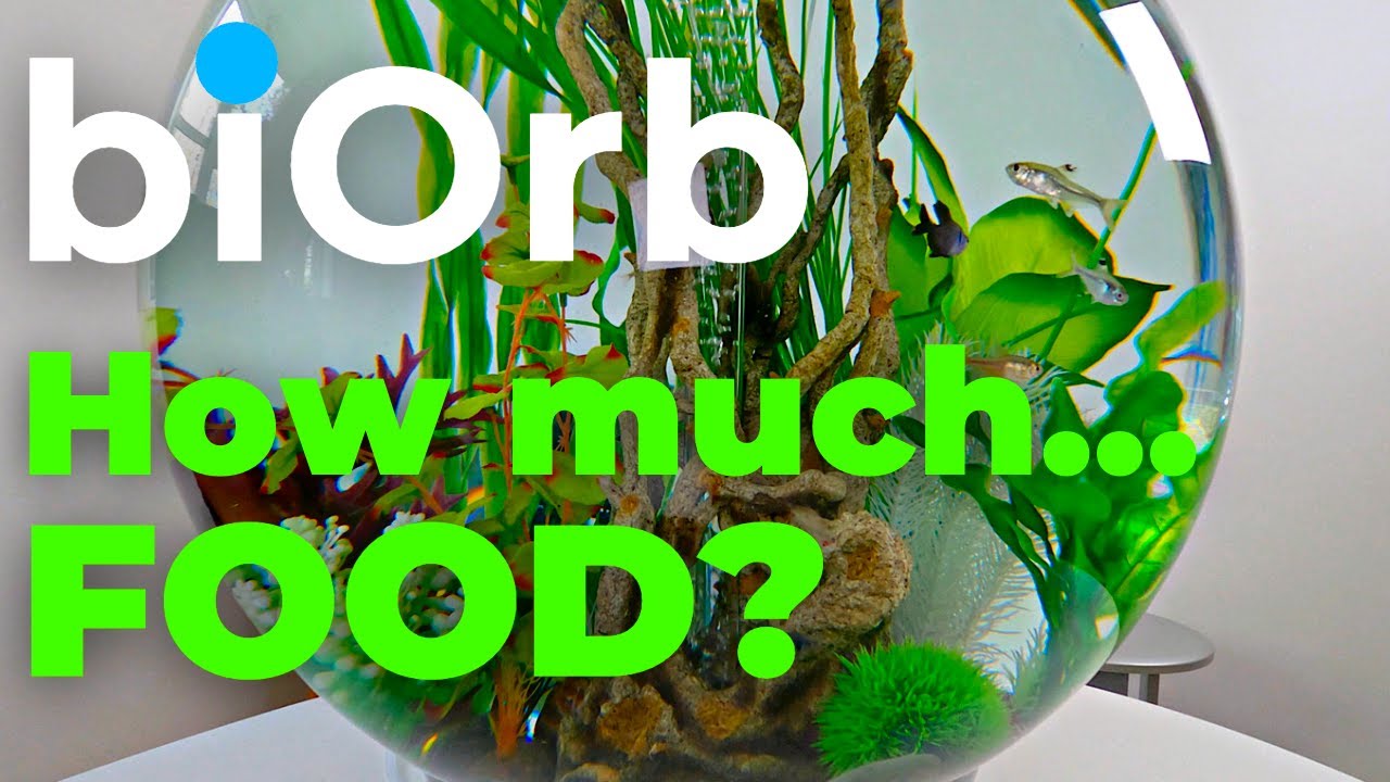 biOrb Aquarium |  How much to feed fish | How often?