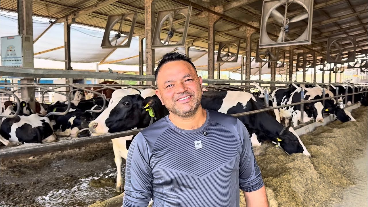 Ele trabalha na pecuária leiteira há 35 anos! Visitando a Fazenda Ipê!