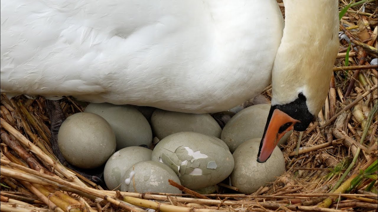 Close Up View as 10 Adorable Swan Cygnets Hatch | Mute Swan | Discover Wildlife | Robert E Fuller