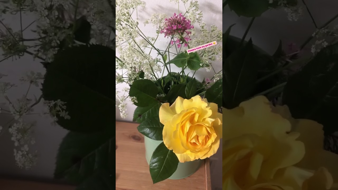 Daily Vlog 