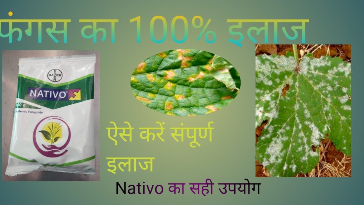 nativo fungicide. nativo fungicide dose. nativo fungicide price. nativo fungicide combination