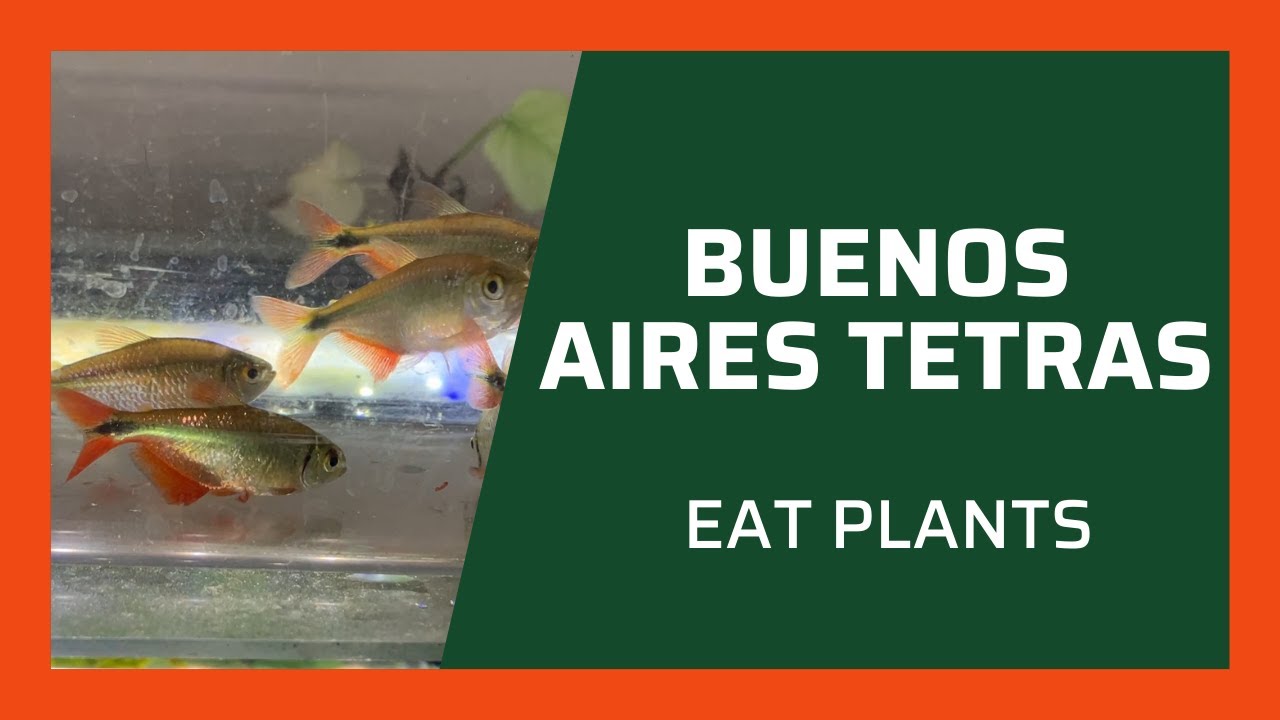 Buenos Aires Tetras Eat Plants