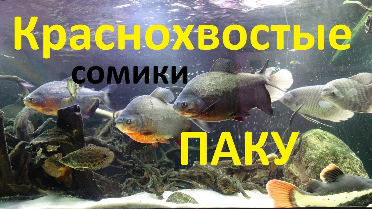 Краснохвостые сомы и паку в большом аквариуме