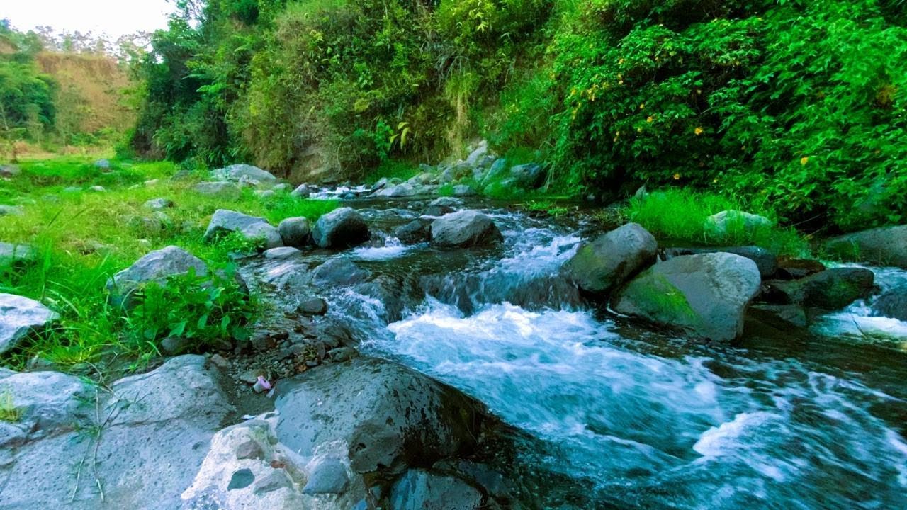 Blissful | River Relaxing & Music Relaxing in Tropical Paradise for Total Relaxation 🌴🎧