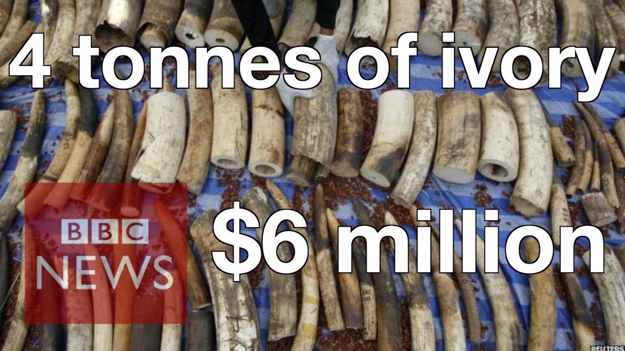 Thailand: Biggest seizure of smuggled ivory in Thai history - BBC News