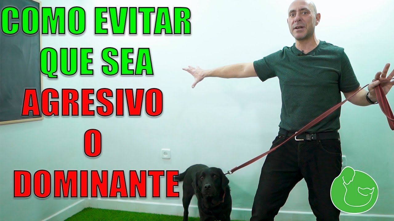 Cómo hacer que un PERRO AGRESIVO no se PELEE, LADRE ni ATAQUE a otros PERROS