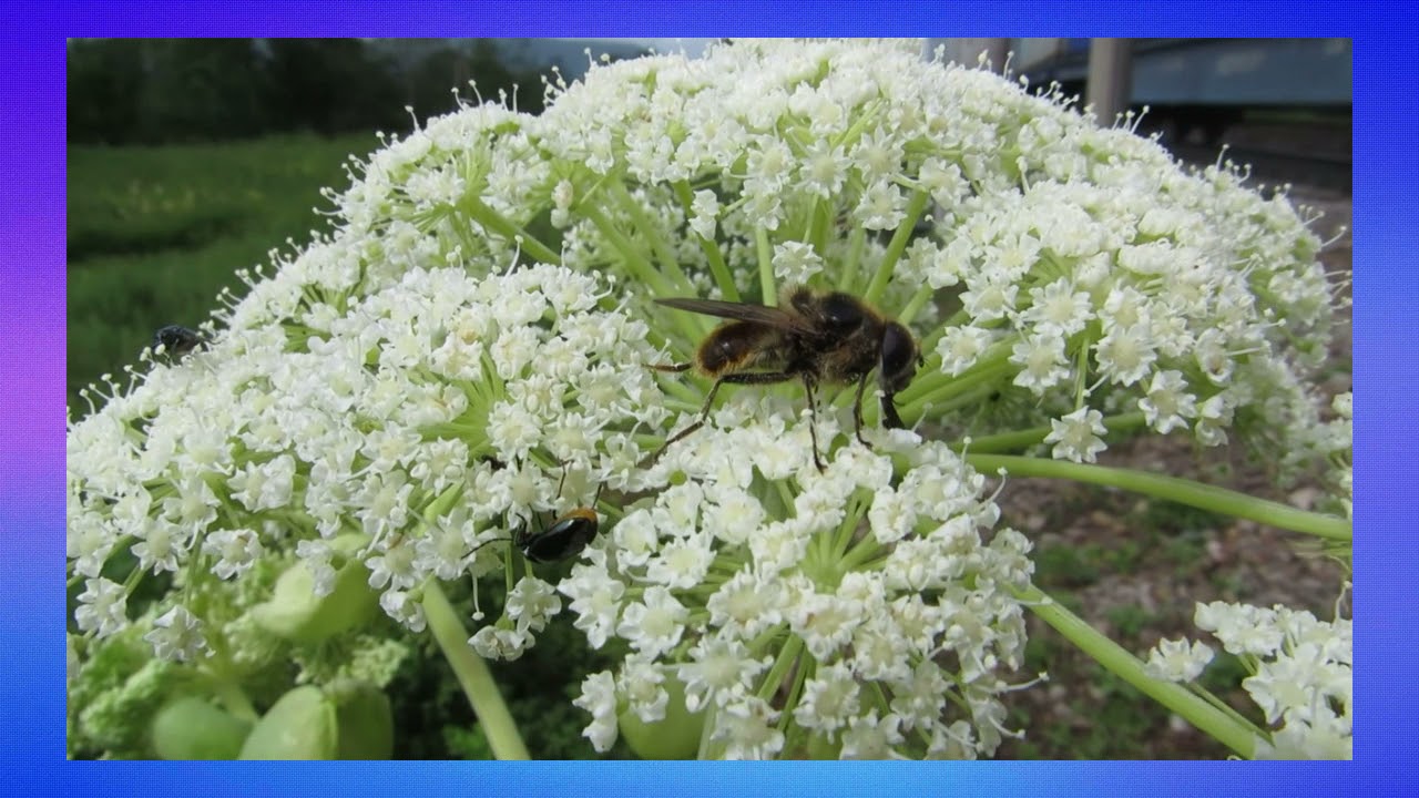 ПРИРОДА  Д В ПРИМОРЬЯ Видио+Фон