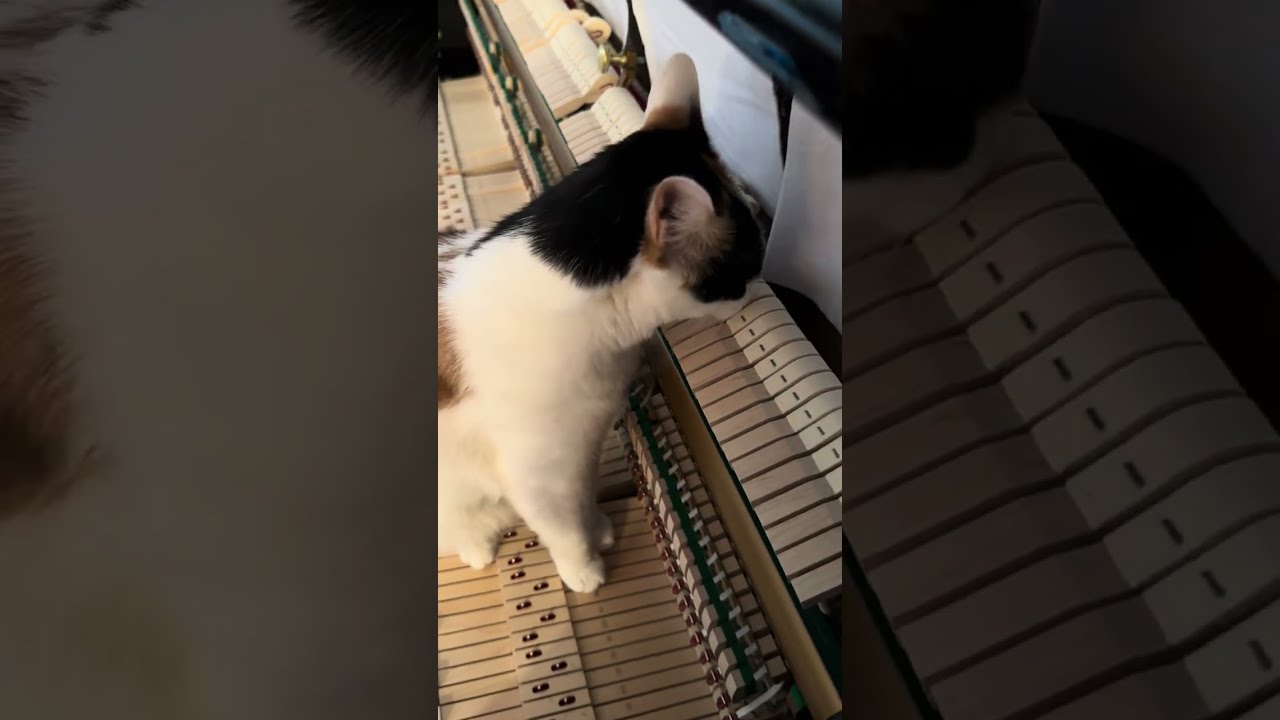 My cat was mesmerized by my felted piano.