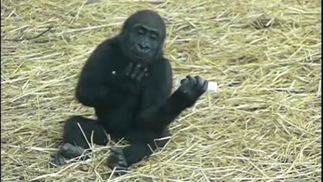#01.Funny and cute anlmal video collection.