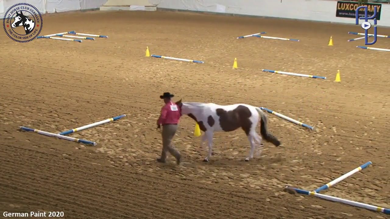 German Paint 2020-  Yearling and 2 Yr Old Trail in Hand -  Fancy As I Set- Emmanuel Dodart