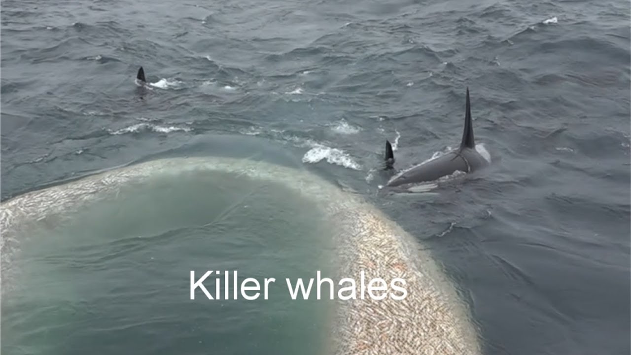 Polar Amaroq - killer whales looking for herring.