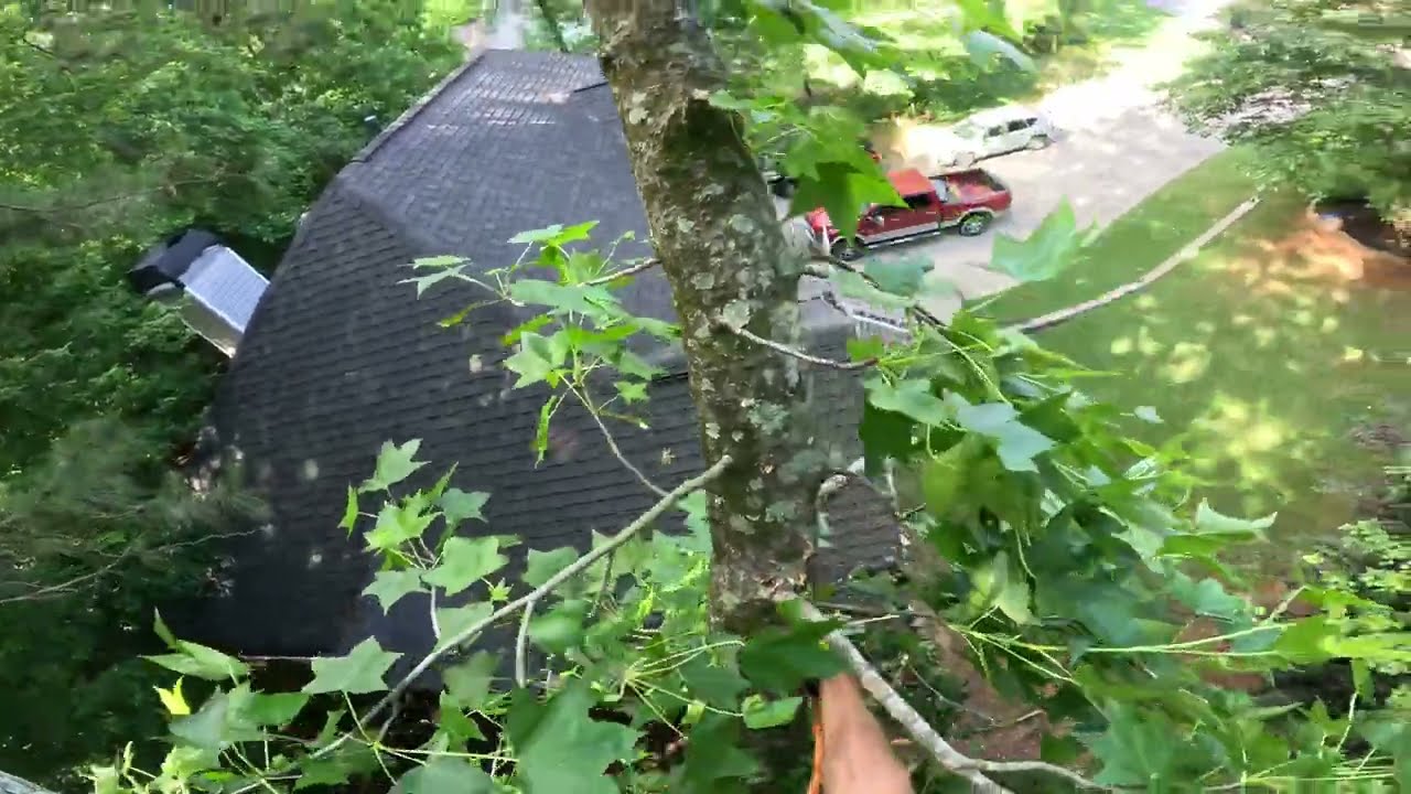 CLIMBING AND RIGGING 4 TREES OVER A HOUSE