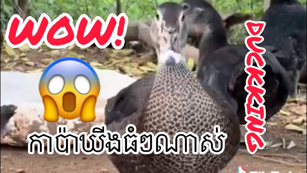 ការវិវត្តខ្លួនពីកូនទាតូចៗទៅជាទាពេញវ័យ(ទាកាប៉ាឃីង Duck king) ប្រភព៖ ទាកាប៉ាកោះប៉ែន