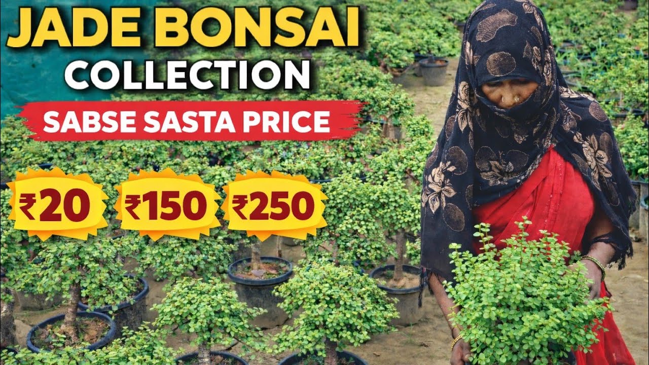 ₹20 से शुरू Jade Bonsai Collection 😍 | सस्ते बोन्साई पौधे | Plant Nursery Tour