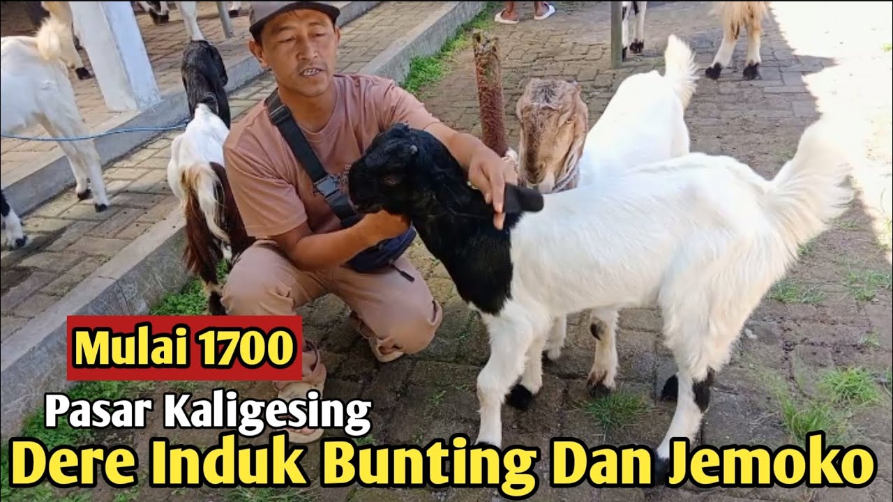 1700 ....!!KAMBING PE DI PASAR KALIGESING#hargakambing #kambingpe 