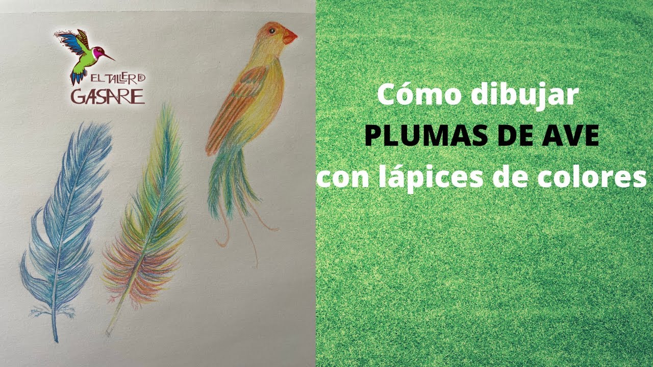 Cómo dibujar plumas de ave con lápices de colores