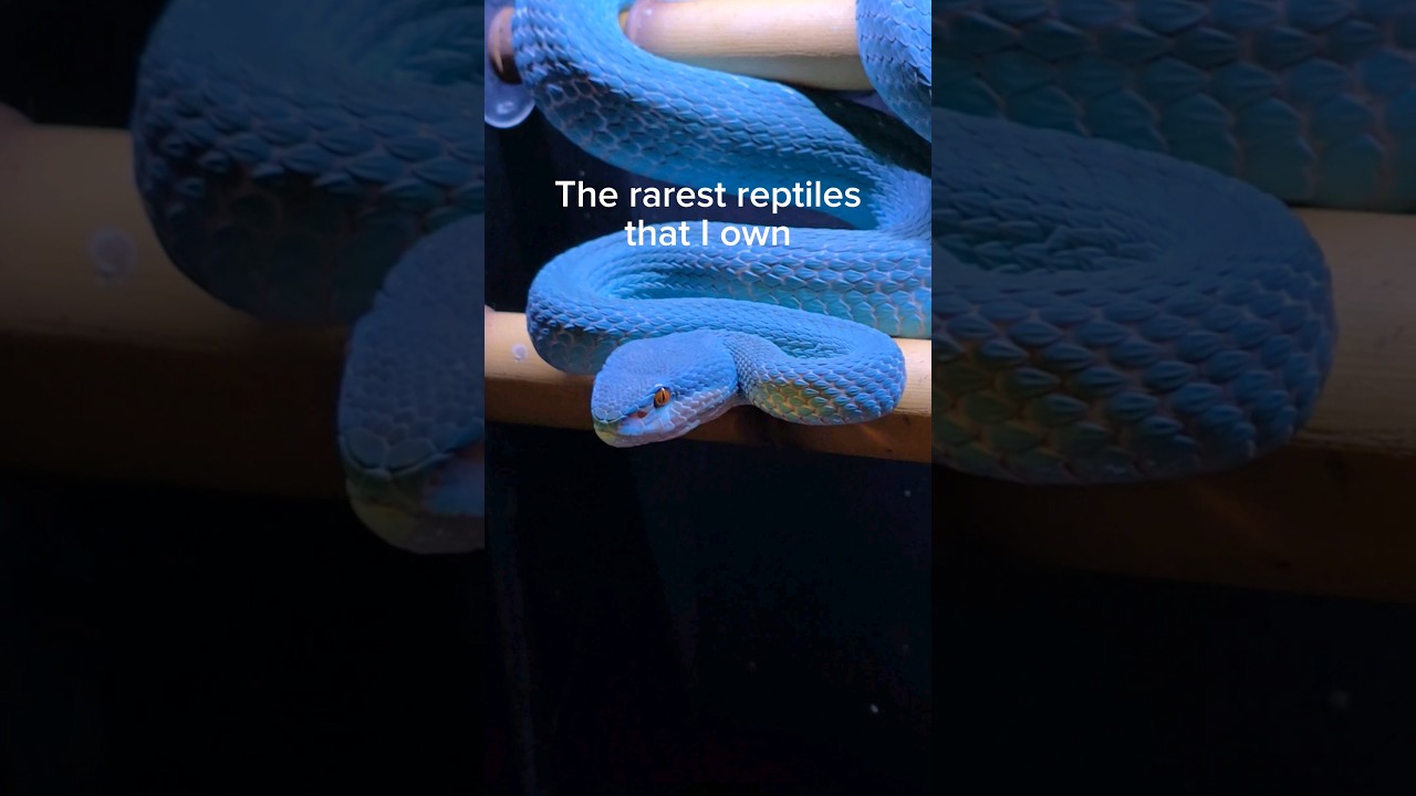 I own the rarest snakes in the country! #reptiles #rareanimals #boomslang #pets #venomoussnakes