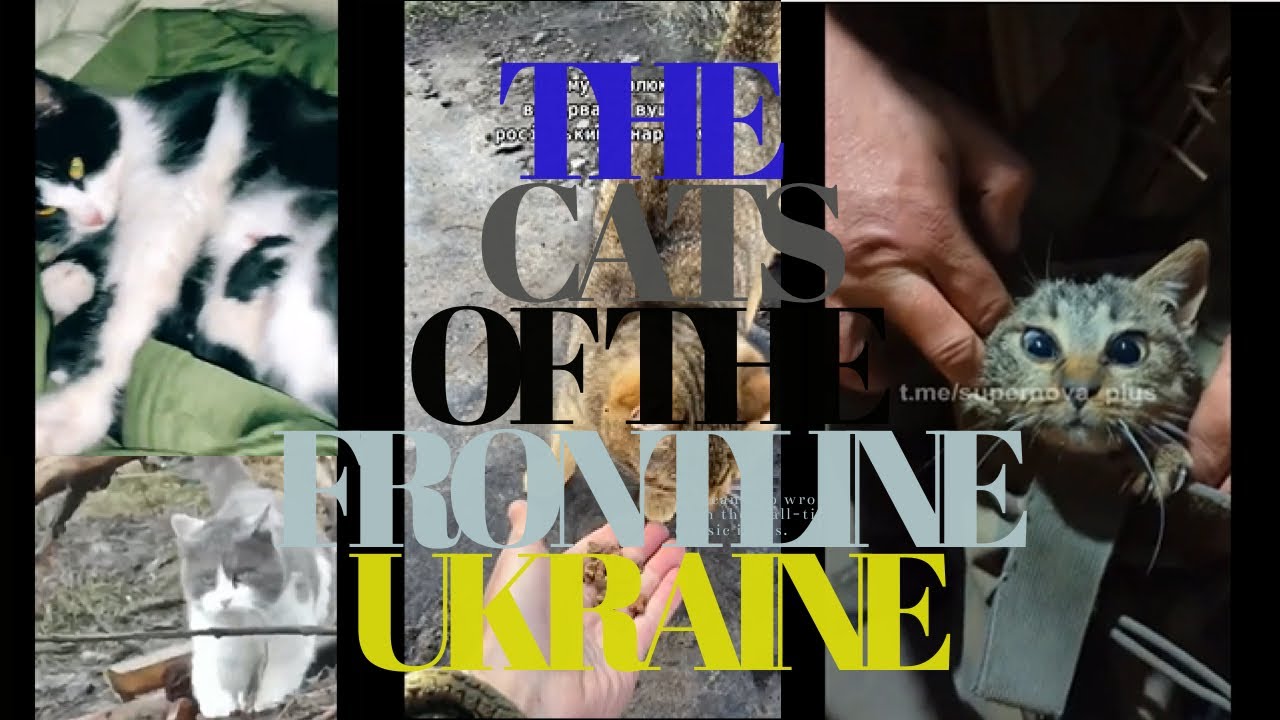 ANIMALS UKRAINE WAR | CATS OF THE FRONTLINE OF THE UKRAINE WAR | 2023