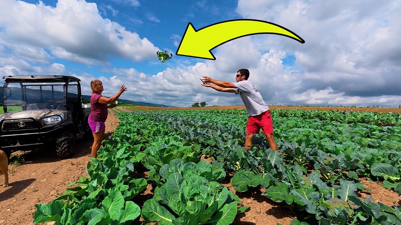 Big Broccoli Harvest