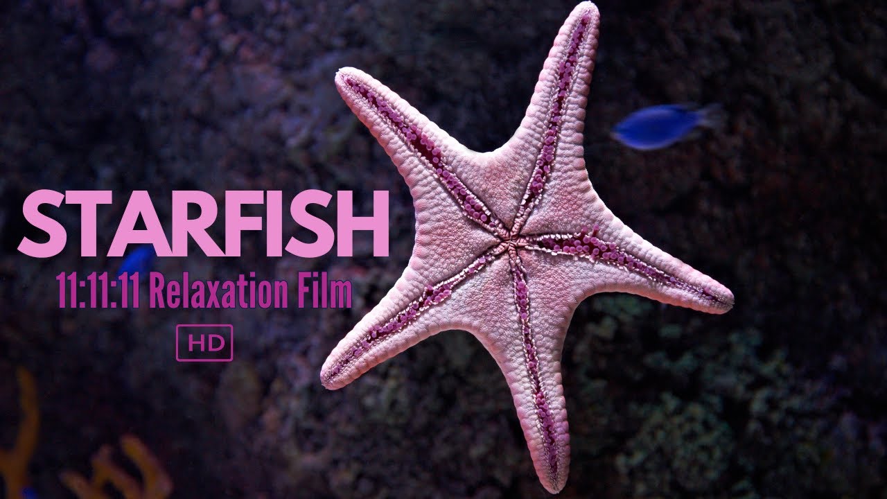 Starfish in Motion | 11:11:11 Hours of Relaxing Underwater Visuals