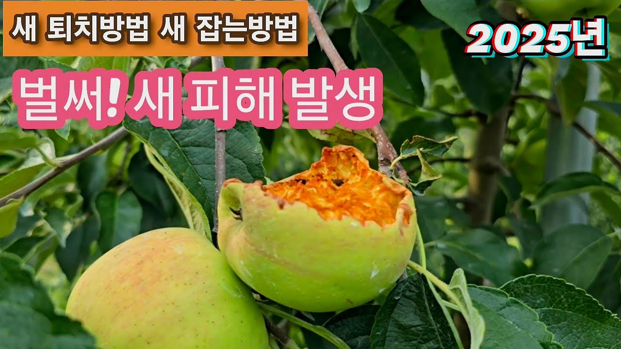 2025년7월23일 벌써 새 피해 심각합니다 새 퇴치방법 과 새 잡는방법 알려드립니다