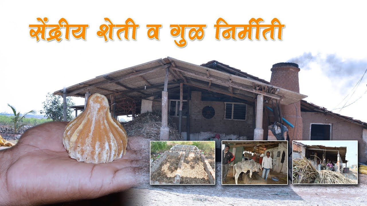 organic jaggery Making : सेंद्रीय शेती व सेंद्रीय गुळ निर्मीती