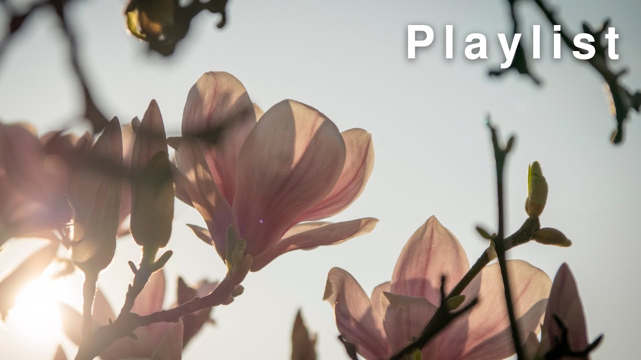 【Relax Playlist】Best Chill Songs｜Sarah Kang Collection