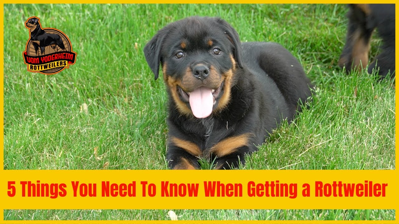 5 Things You Need To Know When Getting a Rottweiler Puppy