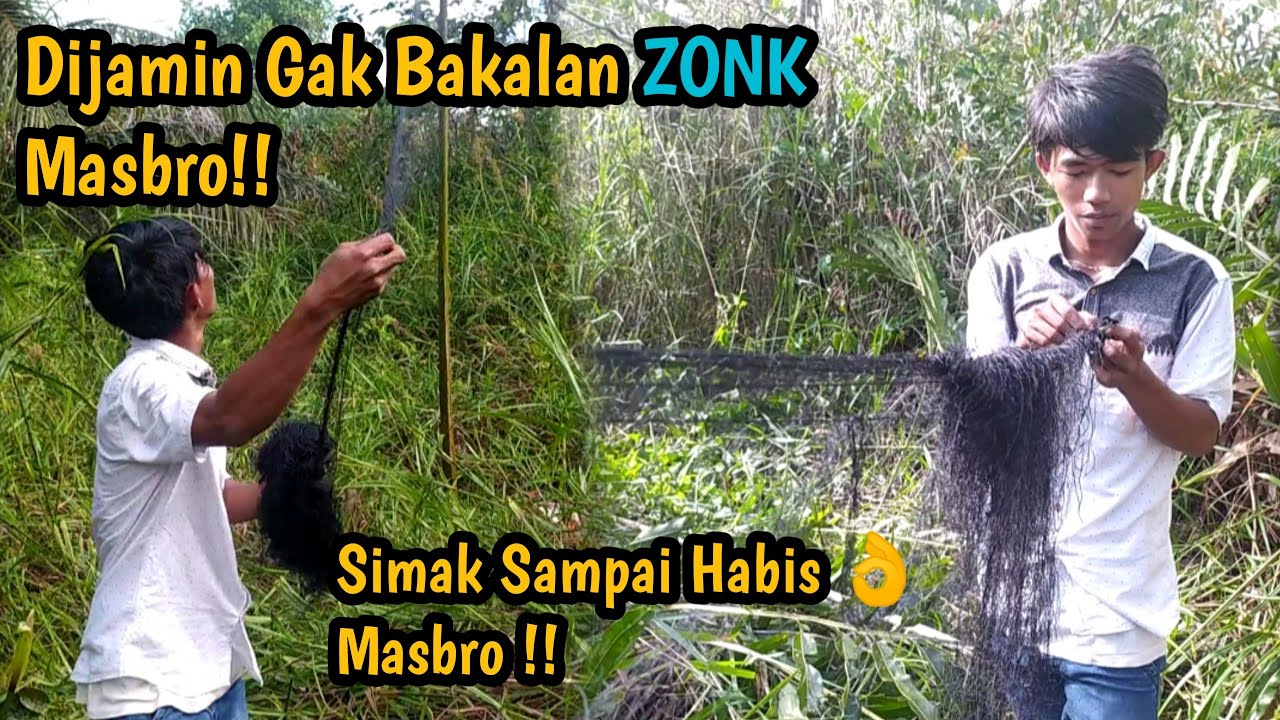 Cara Memasang Jaring Burung Punai