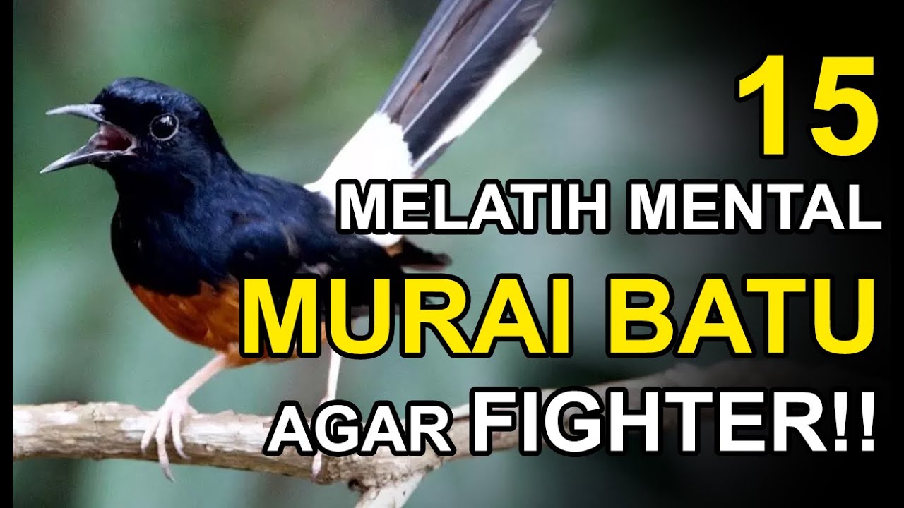 15 Cara Melatih Mental Murai Batu Biar Fighter Pakai Teknik Buka Tutup Kerodong