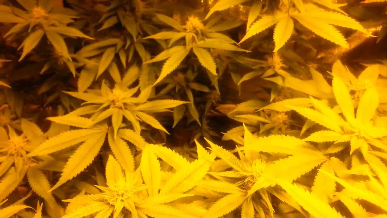 day 21 flower