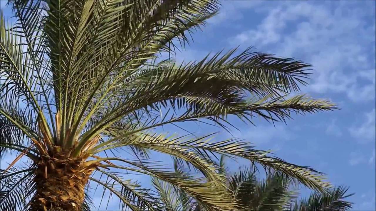 salmo 32 - HD - la dicha del perdon - cantos de libertad desde la carcel