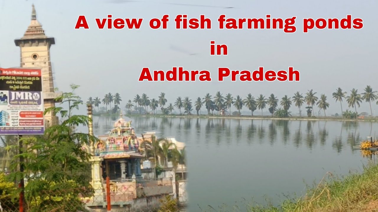A view of fish farming ponds in Andhra Pradesh !! आंध्रा प्रदेश के मछली फार्मिंग तालाब !! Vlog !!