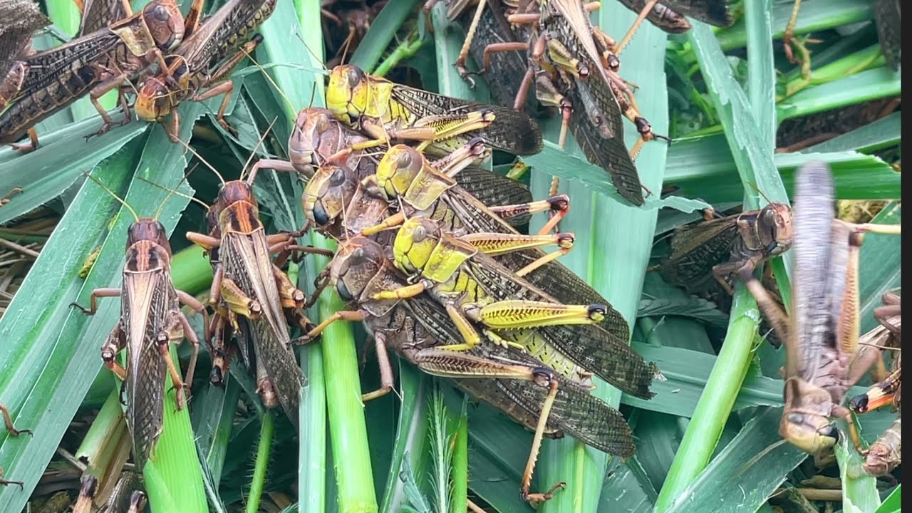 Grasshopper Farm In Rural | Animal Feeding | VikbolAny