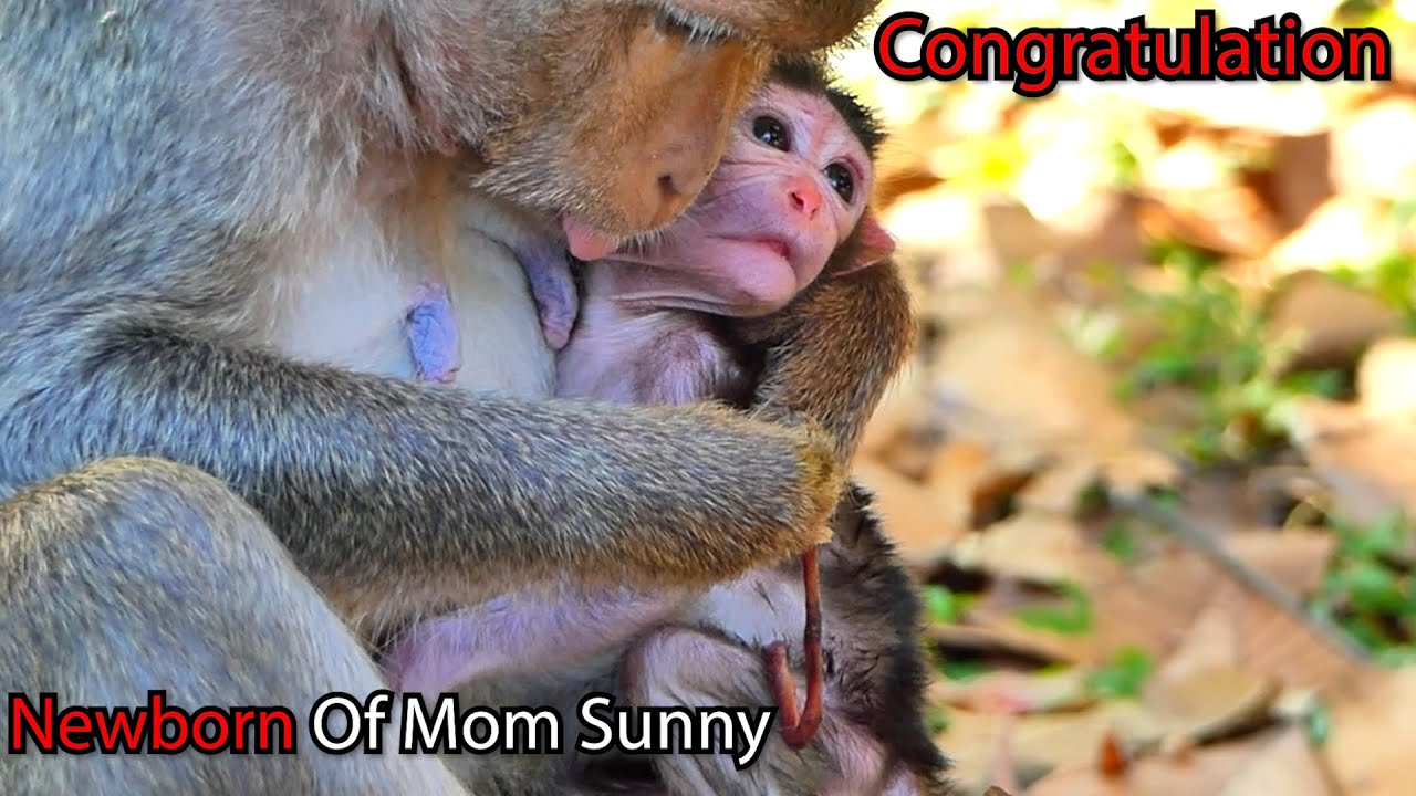 Congratulation of Mom Sunny . Get newborn So adorable Today ! #newborn