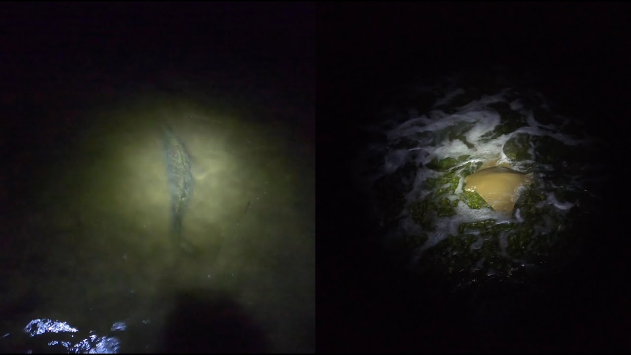 Product Review: COAST XPH30R headlamp for night fishing and filming