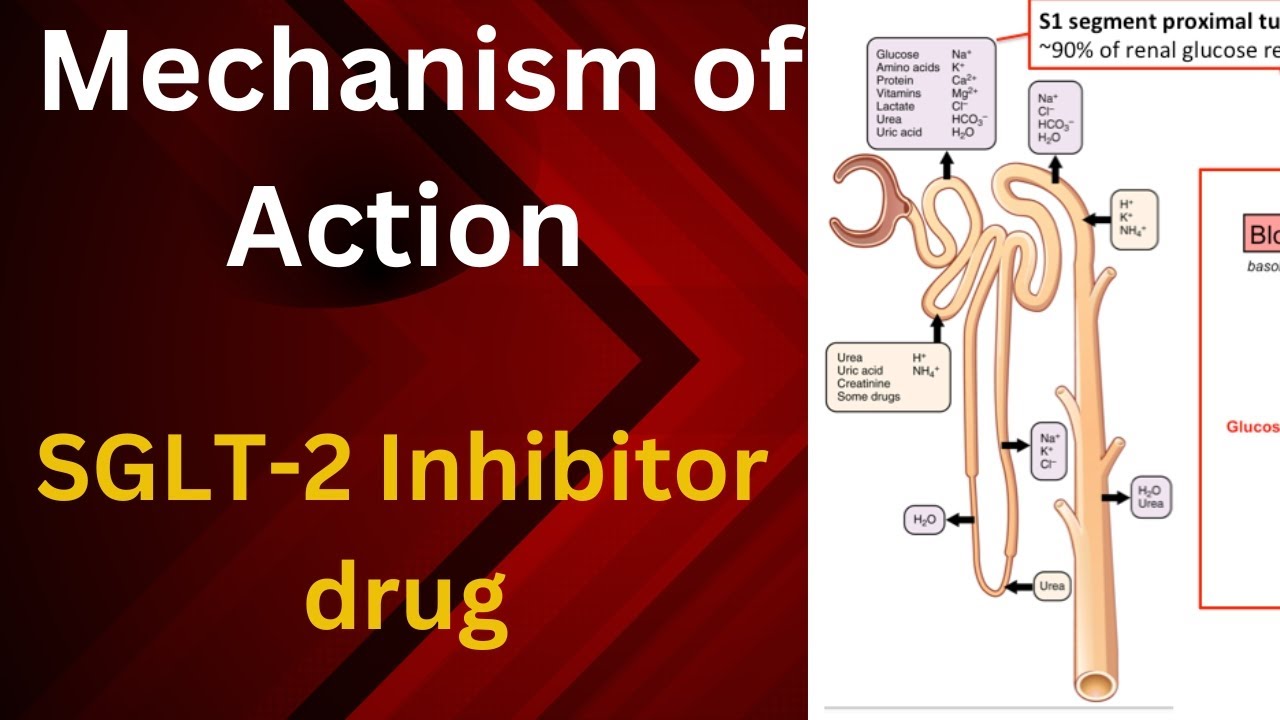 MECHANISM of ACTION OF SGLT 2 inhibitor drug/Anti Diabetic drug