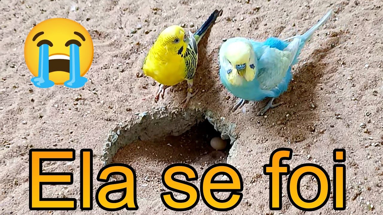 Infelizmente o casal de periquito australiano teve a reprodução interrompida 